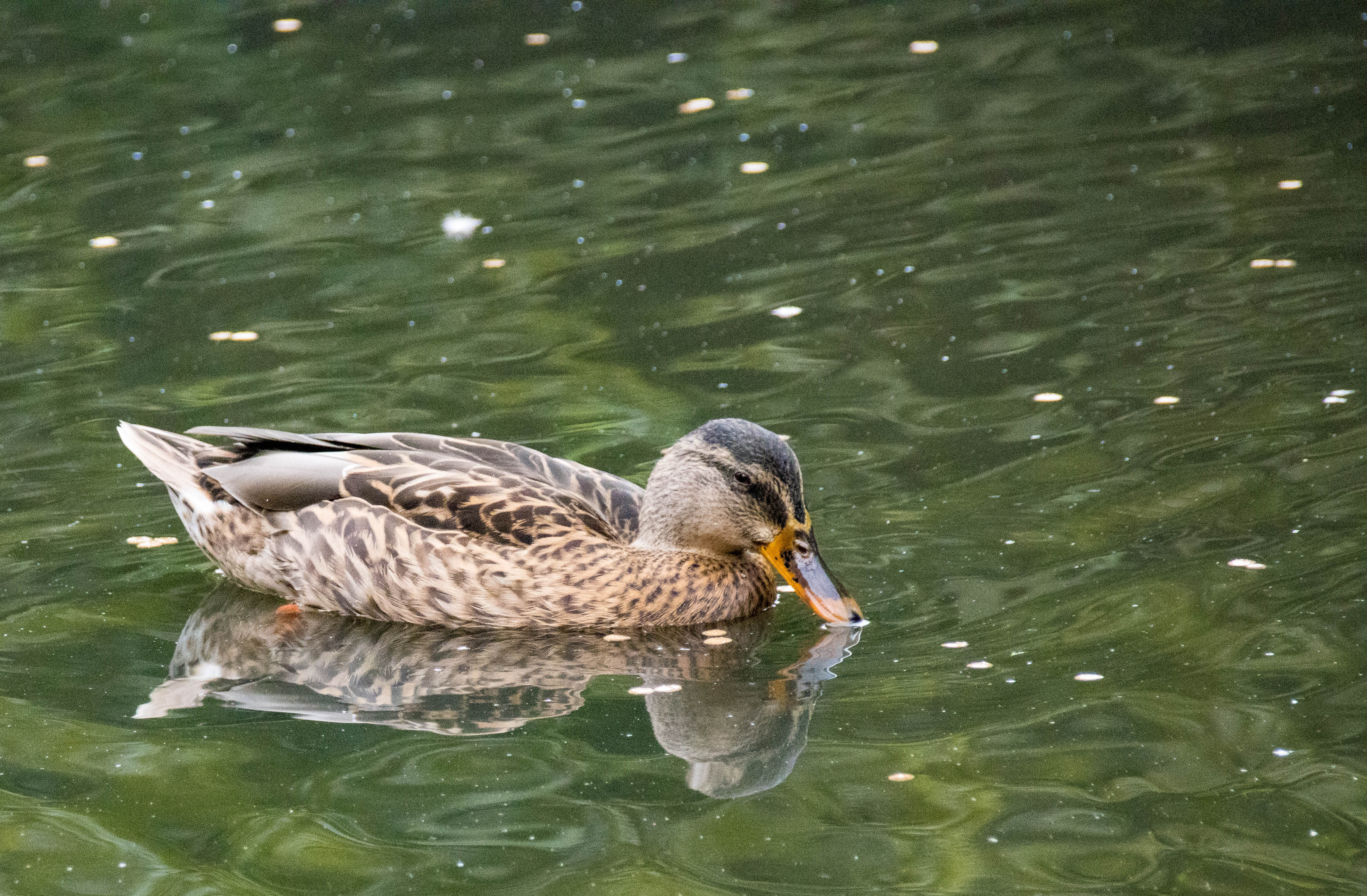 Cane colvert-IMG_0185.jpg